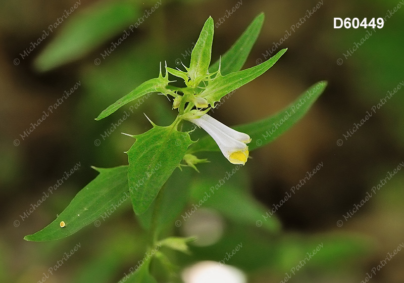 American Cow-wheat (Melampyrum lineare)